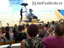[P06] Spectacol cu orci (Loro Parque) » foto by mprofeanu
 - 
<span class="allrVoted glyphicon glyphicon-heart hidden" id="av220410"></span>
<a class="m-l-10 hidden" id="sv220410" onclick="voting_Foto_DelVot(,220410,4873)" role="button">șterge vot <span class="glyphicon glyphicon-remove"></span></a>
<a id="v9220410" class=" c-red"  onclick="voting_Foto_SetVot(220410)" role="button"><span class="glyphicon glyphicon-heart-empty"></span> <b>LIKE</b> = Votează poza</a> <img class="hidden"  id="f220410W9" src="/imagini/loader.gif" border="0" /><span class="AjErrMes hidden" id="e220410ErM"></span>
