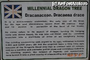 [P06] Despre dracena » foto by Kyandra
 - 
<span class="allrVoted glyphicon glyphicon-heart hidden" id="av450558"></span>
<a class="m-l-10 hidden" id="sv450558" onclick="voting_Foto_DelVot(,450558,4873)" role="button">șterge vot <span class="glyphicon glyphicon-remove"></span></a>
<a id="v9450558" class=" c-red"  onclick="voting_Foto_SetVot(450558)" role="button"><span class="glyphicon glyphicon-heart-empty"></span> <b>LIKE</b> = Votează poza</a> <img class="hidden"  id="f450558W9" src="/imagini/loader.gif" border="0" /><span class="AjErrMes hidden" id="e450558ErM"></span>