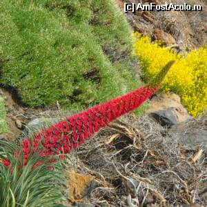 [P12] floare de Teide » foto by sunnyday07
 - 
<span class="allrVoted glyphicon glyphicon-heart hidden" id="av509078"></span>
<a class="m-l-10 hidden" id="sv509078" onclick="voting_Foto_DelVot(,509078,4873)" role="button">șterge vot <span class="glyphicon glyphicon-remove"></span></a>
<a id="v9509078" class=" c-red"  onclick="voting_Foto_SetVot(509078)" role="button"><span class="glyphicon glyphicon-heart-empty"></span> <b>LIKE</b> = Votează poza</a> <img class="hidden"  id="f509078W9" src="/imagini/loader.gif" border="0" /><span class="AjErrMes hidden" id="e509078ErM"></span>