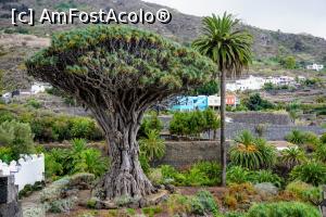 [P10] Icod del Vinos - El Drago Milenero » foto by simon_niculae
 - 
<span class="allrVoted glyphicon glyphicon-heart hidden" id="av900541"></span>
<a class="m-l-10 hidden" id="sv900541" onclick="voting_Foto_DelVot(,900541,4873)" role="button">șterge vot <span class="glyphicon glyphicon-remove"></span></a>
<a id="v9900541" class=" c-red"  onclick="voting_Foto_SetVot(900541)" role="button"><span class="glyphicon glyphicon-heart-empty"></span> <b>LIKE</b> = Votează poza</a> <img class="hidden"  id="f900541W9" src="/imagini/loader.gif" border="0" /><span class="AjErrMes hidden" id="e900541ErM"></span>