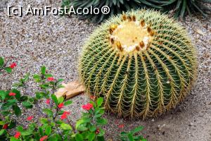 [P26] O mica particica din extraordinara flora a insulei » foto by simon_niculae
 - 
<span class="allrVoted glyphicon glyphicon-heart hidden" id="av900558"></span>
<a class="m-l-10 hidden" id="sv900558" onclick="voting_Foto_DelVot(,900558,4873)" role="button">șterge vot <span class="glyphicon glyphicon-remove"></span></a>
<a id="v9900558" class=" c-red"  onclick="voting_Foto_SetVot(900558)" role="button"><span class="glyphicon glyphicon-heart-empty"></span> <b>LIKE</b> = Votează poza</a> <img class="hidden"  id="f900558W9" src="/imagini/loader.gif" border="0" /><span class="AjErrMes hidden" id="e900558ErM"></span>
