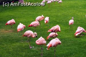 [P29] flamingo, in Loro parc » foto by simon_niculae
 - 
<span class="allrVoted glyphicon glyphicon-heart hidden" id="av900561"></span>
<a class="m-l-10 hidden" id="sv900561" onclick="voting_Foto_DelVot(,900561,4873)" role="button">șterge vot <span class="glyphicon glyphicon-remove"></span></a>
<a id="v9900561" class=" c-red"  onclick="voting_Foto_SetVot(900561)" role="button"><span class="glyphicon glyphicon-heart-empty"></span> <b>LIKE</b> = Votează poza</a> <img class="hidden"  id="f900561W9" src="/imagini/loader.gif" border="0" /><span class="AjErrMes hidden" id="e900561ErM"></span>