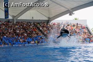 [P06] Loro parc - levitatie cu orca » foto by simon_niculae
 - 
<span class="allrVoted glyphicon glyphicon-heart hidden" id="av900537"></span>
<a class="m-l-10 hidden" id="sv900537" onclick="voting_Foto_DelVot(,900537,4873)" role="button">șterge vot <span class="glyphicon glyphicon-remove"></span></a>
<a id="v9900537" class=" c-red"  onclick="voting_Foto_SetVot(900537)" role="button"><span class="glyphicon glyphicon-heart-empty"></span> <b>LIKE</b> = Votează poza</a> <img class="hidden"  id="f900537W9" src="/imagini/loader.gif" border="0" /><span class="AjErrMes hidden" id="e900537ErM"></span>