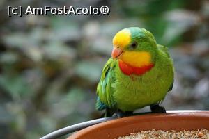 [P09] Loro parc - cei mai numerosi locatari » foto by simon_niculae
 - 
<span class="allrVoted glyphicon glyphicon-heart hidden" id="av900540"></span>
<a class="m-l-10 hidden" id="sv900540" onclick="voting_Foto_DelVot(,900540,4873)" role="button">șterge vot <span class="glyphicon glyphicon-remove"></span></a>
<a id="v9900540" class=" c-red"  onclick="voting_Foto_SetVot(900540)" role="button"><span class="glyphicon glyphicon-heart-empty"></span> <b>LIKE</b> = Votează poza</a> <img class="hidden"  id="f900540W9" src="/imagini/loader.gif" border="0" /><span class="AjErrMes hidden" id="e900540ErM"></span>