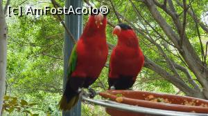 [P13] Loro Parque » foto by andi1972
 - 
<span class="allrVoted glyphicon glyphicon-heart hidden" id="av1234779"></span>
<a class="m-l-10 hidden" id="sv1234779" onclick="voting_Foto_DelVot(,1234779,4873)" role="button">șterge vot <span class="glyphicon glyphicon-remove"></span></a>
<a id="v91234779" class=" c-red"  onclick="voting_Foto_SetVot(1234779)" role="button"><span class="glyphicon glyphicon-heart-empty"></span> <b>LIKE</b> = Votează poza</a> <img class="hidden"  id="f1234779W9" src="/imagini/loader.gif" border="0" /><span class="AjErrMes hidden" id="e1234779ErM"></span>