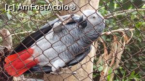 [P14] Loro Parque » foto by andi1972
 - 
<span class="allrVoted glyphicon glyphicon-heart hidden" id="av1234780"></span>
<a class="m-l-10 hidden" id="sv1234780" onclick="voting_Foto_DelVot(,1234780,4873)" role="button">șterge vot <span class="glyphicon glyphicon-remove"></span></a>
<a id="v91234780" class=" c-red"  onclick="voting_Foto_SetVot(1234780)" role="button"><span class="glyphicon glyphicon-heart-empty"></span> <b>LIKE</b> = Votează poza</a> <img class="hidden"  id="f1234780W9" src="/imagini/loader.gif" border="0" /><span class="AjErrMes hidden" id="e1234780ErM"></span>