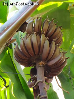 [P25] Banane roșii » foto by crismis
 - 
<span class="allrVoted glyphicon glyphicon-heart hidden" id="av1150432"></span>
<a class="m-l-10 hidden" id="sv1150432" onclick="voting_Foto_DelVot(,1150432,4873)" role="button">șterge vot <span class="glyphicon glyphicon-remove"></span></a>
<a id="v91150432" class=" c-red"  onclick="voting_Foto_SetVot(1150432)" role="button"><span class="glyphicon glyphicon-heart-empty"></span> <b>LIKE</b> = Votează poza</a> <img class="hidden"  id="f1150432W9" src="/imagini/loader.gif" border="0" /><span class="AjErrMes hidden" id="e1150432ErM"></span>