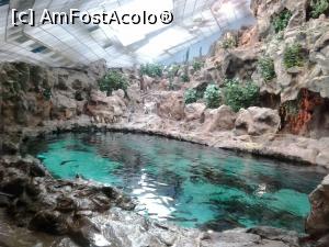 [P24] loro park - pinguini » foto by elenaadina
 - 
<span class="allrVoted glyphicon glyphicon-heart hidden" id="av822432"></span>
<a class="m-l-10 hidden" id="sv822432" onclick="voting_Foto_DelVot(,822432,4873)" role="button">șterge vot <span class="glyphicon glyphicon-remove"></span></a>
<a id="v9822432" class=" c-red"  onclick="voting_Foto_SetVot(822432)" role="button"><span class="glyphicon glyphicon-heart-empty"></span> <b>LIKE</b> = Votează poza</a> <img class="hidden"  id="f822432W9" src="/imagini/loader.gif" border="0" /><span class="AjErrMes hidden" id="e822432ErM"></span>