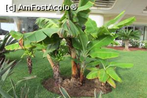 [P30] Banane - in curtea unui hotel » foto by Alina Roxana
 - 
<span class="allrVoted glyphicon glyphicon-heart hidden" id="av758360"></span>
<a class="m-l-10 hidden" id="sv758360" onclick="voting_Foto_DelVot(,758360,4873)" role="button">șterge vot <span class="glyphicon glyphicon-remove"></span></a>
<a id="v9758360" class=" c-red"  onclick="voting_Foto_SetVot(758360)" role="button"><span class="glyphicon glyphicon-heart-empty"></span> <b>LIKE</b> = Votează poza</a> <img class="hidden"  id="f758360W9" src="/imagini/loader.gif" border="0" /><span class="AjErrMes hidden" id="e758360ErM"></span>