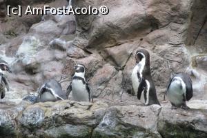 [P37] Pinguini în Loro Parque » foto by Alina Roxana
 - 
<span class="allrVoted glyphicon glyphicon-heart hidden" id="av758367"></span>
<a class="m-l-10 hidden" id="sv758367" onclick="voting_Foto_DelVot(,758367,4873)" role="button">șterge vot <span class="glyphicon glyphicon-remove"></span></a>
<a id="v9758367" class=" c-red"  onclick="voting_Foto_SetVot(758367)" role="button"><span class="glyphicon glyphicon-heart-empty"></span> <b>LIKE</b> = Votează poza</a> <img class="hidden"  id="f758367W9" src="/imagini/loader.gif" border="0" /><span class="AjErrMes hidden" id="e758367ErM"></span>