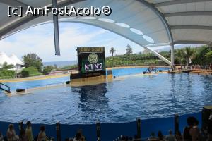 [P40] Inaintea reprezentatiei oferită de orci, Loro Parque » foto by Alina Roxana
 - 
<span class="allrVoted glyphicon glyphicon-heart hidden" id="av758370"></span>
<a class="m-l-10 hidden" id="sv758370" onclick="voting_Foto_DelVot(,758370,4873)" role="button">șterge vot <span class="glyphicon glyphicon-remove"></span></a>
<a id="v9758370" class=" c-red"  onclick="voting_Foto_SetVot(758370)" role="button"><span class="glyphicon glyphicon-heart-empty"></span> <b>LIKE</b> = Votează poza</a> <img class="hidden"  id="f758370W9" src="/imagini/loader.gif" border="0" /><span class="AjErrMes hidden" id="e758370ErM"></span>