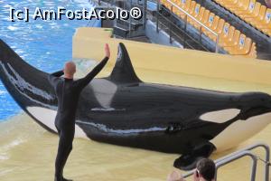 [P42] Orca Show, Loro Parque » foto by Alina Roxana
 - 
<span class="allrVoted glyphicon glyphicon-heart hidden" id="av758372"></span>
<a class="m-l-10 hidden" id="sv758372" onclick="voting_Foto_DelVot(,758372,4873)" role="button">șterge vot <span class="glyphicon glyphicon-remove"></span></a>
<a id="v9758372" class=" c-red"  onclick="voting_Foto_SetVot(758372)" role="button"><span class="glyphicon glyphicon-heart-empty"></span> <b>LIKE</b> = Votează poza</a> <img class="hidden"  id="f758372W9" src="/imagini/loader.gif" border="0" /><span class="AjErrMes hidden" id="e758372ErM"></span>