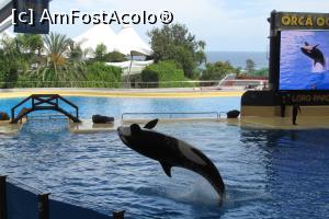 [P43] Orca Show, Loro Parque » foto by Alina Roxana
 - 
<span class="allrVoted glyphicon glyphicon-heart hidden" id="av758373"></span>
<a class="m-l-10 hidden" id="sv758373" onclick="voting_Foto_DelVot(,758373,4873)" role="button">șterge vot <span class="glyphicon glyphicon-remove"></span></a>
<a id="v9758373" class=" c-red"  onclick="voting_Foto_SetVot(758373)" role="button"><span class="glyphicon glyphicon-heart-empty"></span> <b>LIKE</b> = Votează poza</a> <img class="hidden"  id="f758373W9" src="/imagini/loader.gif" border="0" /><span class="AjErrMes hidden" id="e758373ErM"></span>
