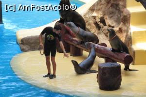 [P44] Leii de mare, Loro Parque » foto by Alina Roxana
 - 
<span class="allrVoted glyphicon glyphicon-heart hidden" id="av758374"></span>
<a class="m-l-10 hidden" id="sv758374" onclick="voting_Foto_DelVot(,758374,4873)" role="button">șterge vot <span class="glyphicon glyphicon-remove"></span></a>
<a id="v9758374" class=" c-red"  onclick="voting_Foto_SetVot(758374)" role="button"><span class="glyphicon glyphicon-heart-empty"></span> <b>LIKE</b> = Votează poza</a> <img class="hidden"  id="f758374W9" src="/imagini/loader.gif" border="0" /><span class="AjErrMes hidden" id="e758374ErM"></span>
