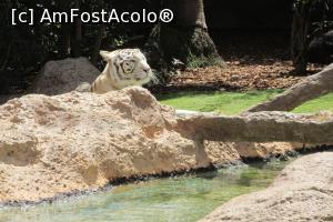 [P50] Tigrul bengalez, Loro Parque » foto by Alina Roxana
 - 
<span class="allrVoted glyphicon glyphicon-heart hidden" id="av758380"></span>
<a class="m-l-10 hidden" id="sv758380" onclick="voting_Foto_DelVot(,758380,4873)" role="button">șterge vot <span class="glyphicon glyphicon-remove"></span></a>
<a id="v9758380" class=" c-red"  onclick="voting_Foto_SetVot(758380)" role="button"><span class="glyphicon glyphicon-heart-empty"></span> <b>LIKE</b> = Votează poza</a> <img class="hidden"  id="f758380W9" src="/imagini/loader.gif" border="0" /><span class="AjErrMes hidden" id="e758380ErM"></span>