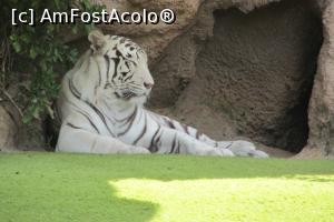[P51] Loro Parque » foto by Alina Roxana
 - 
<span class="allrVoted glyphicon glyphicon-heart hidden" id="av758381"></span>
<a class="m-l-10 hidden" id="sv758381" onclick="voting_Foto_DelVot(,758381,4873)" role="button">șterge vot <span class="glyphicon glyphicon-remove"></span></a>
<a id="v9758381" class=" c-red"  onclick="voting_Foto_SetVot(758381)" role="button"><span class="glyphicon glyphicon-heart-empty"></span> <b>LIKE</b> = Votează poza</a> <img class="hidden"  id="f758381W9" src="/imagini/loader.gif" border="0" /><span class="AjErrMes hidden" id="e758381ErM"></span>
