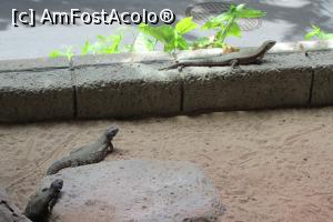 [P52] Loro Parque » foto by Alina Roxana
 - 
<span class="allrVoted glyphicon glyphicon-heart hidden" id="av758382"></span>
<a class="m-l-10 hidden" id="sv758382" onclick="voting_Foto_DelVot(,758382,4873)" role="button">șterge vot <span class="glyphicon glyphicon-remove"></span></a>
<a id="v9758382" class=" c-red"  onclick="voting_Foto_SetVot(758382)" role="button"><span class="glyphicon glyphicon-heart-empty"></span> <b>LIKE</b> = Votează poza</a> <img class="hidden"  id="f758382W9" src="/imagini/loader.gif" border="0" /><span class="AjErrMes hidden" id="e758382ErM"></span>