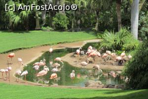 [P54] Loro Parque » foto by Alina Roxana
 - 
<span class="allrVoted glyphicon glyphicon-heart hidden" id="av758384"></span>
<a class="m-l-10 hidden" id="sv758384" onclick="voting_Foto_DelVot(,758384,4873)" role="button">șterge vot <span class="glyphicon glyphicon-remove"></span></a>
<a id="v9758384" class=" c-red"  onclick="voting_Foto_SetVot(758384)" role="button"><span class="glyphicon glyphicon-heart-empty"></span> <b>LIKE</b> = Votează poza</a> <img class="hidden"  id="f758384W9" src="/imagini/loader.gif" border="0" /><span class="AjErrMes hidden" id="e758384ErM"></span>