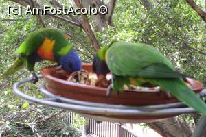 [P59] Locul din parc unde păsările erau lăsate libere, Loro Parque » foto by Alina Roxana
 - 
<span class="allrVoted glyphicon glyphicon-heart hidden" id="av758389"></span>
<a class="m-l-10 hidden" id="sv758389" onclick="voting_Foto_DelVot(,758389,4873)" role="button">șterge vot <span class="glyphicon glyphicon-remove"></span></a>
<a id="v9758389" class=" c-red"  onclick="voting_Foto_SetVot(758389)" role="button"><span class="glyphicon glyphicon-heart-empty"></span> <b>LIKE</b> = Votează poza</a> <img class="hidden"  id="f758389W9" src="/imagini/loader.gif" border="0" /><span class="AjErrMes hidden" id="e758389ErM"></span>