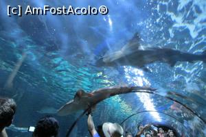 [P62] Tunelul cu rechini, Loro Parque » foto by Alina Roxana
 - 
<span class="allrVoted glyphicon glyphicon-heart hidden" id="av758392"></span>
<a class="m-l-10 hidden" id="sv758392" onclick="voting_Foto_DelVot(,758392,4873)" role="button">șterge vot <span class="glyphicon glyphicon-remove"></span></a>
<a id="v9758392" class=" c-red"  onclick="voting_Foto_SetVot(758392)" role="button"><span class="glyphicon glyphicon-heart-empty"></span> <b>LIKE</b> = Votează poza</a> <img class="hidden"  id="f758392W9" src="/imagini/loader.gif" border="0" /><span class="AjErrMes hidden" id="e758392ErM"></span>