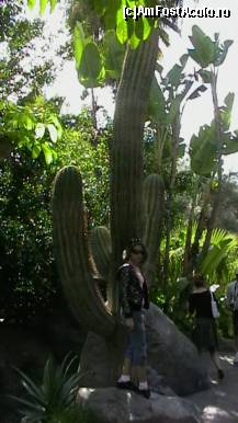 [P19] un cactus urias » foto by ghecamelia
 - 
<span class="allrVoted glyphicon glyphicon-heart hidden" id="av53511"></span>
<a class="m-l-10 hidden" id="sv53511" onclick="voting_Foto_DelVot(,53511,4873)" role="button">șterge vot <span class="glyphicon glyphicon-remove"></span></a>
<a id="v953511" class=" c-red"  onclick="voting_Foto_SetVot(53511)" role="button"><span class="glyphicon glyphicon-heart-empty"></span> <b>LIKE</b> = Votează poza</a> <img class="hidden"  id="f53511W9" src="/imagini/loader.gif" border="0" /><span class="AjErrMes hidden" id="e53511ErM"></span>