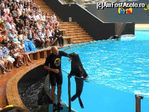 [P10] spectacol cu lei de mare - Loro Park » foto by AliceB
 - 
<span class="allrVoted glyphicon glyphicon-heart hidden" id="av685939"></span>
<a class="m-l-10 hidden" id="sv685939" onclick="voting_Foto_DelVot(,685939,4873)" role="button">șterge vot <span class="glyphicon glyphicon-remove"></span></a>
<a id="v9685939" class=" c-red"  onclick="voting_Foto_SetVot(685939)" role="button"><span class="glyphicon glyphicon-heart-empty"></span> <b>LIKE</b> = Votează poza</a> <img class="hidden"  id="f685939W9" src="/imagini/loader.gif" border="0" /><span class="AjErrMes hidden" id="e685939ErM"></span>