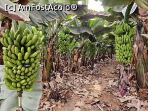 [P01] plantatia de banane Finca Margaritas » foto by Chloe
 - 
<span class="allrVoted glyphicon glyphicon-heart hidden" id="av1389479"></span>
<a class="m-l-10 hidden" id="sv1389479" onclick="voting_Foto_DelVot(,1389479,4873)" role="button">șterge vot <span class="glyphicon glyphicon-remove"></span></a>
<a id="v91389479" class=" c-red"  onclick="voting_Foto_SetVot(1389479)" role="button"><span class="glyphicon glyphicon-heart-empty"></span> <b>LIKE</b> = Votează poza</a> <img class="hidden"  id="f1389479W9" src="/imagini/loader.gif" border="0" /><span class="AjErrMes hidden" id="e1389479ErM"></span>