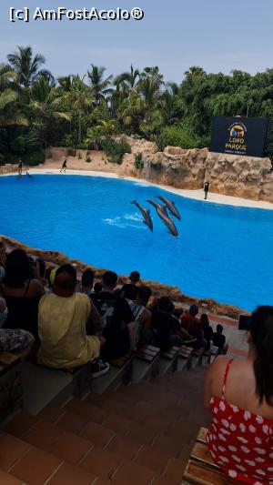 [P30] Loro Park - show delfini » foto by Chloe
 - 
<span class="allrVoted glyphicon glyphicon-heart hidden" id="av1389508"></span>
<a class="m-l-10 hidden" id="sv1389508" onclick="voting_Foto_DelVot(,1389508,4873)" role="button">șterge vot <span class="glyphicon glyphicon-remove"></span></a>
<a id="v91389508" class=" c-red"  onclick="voting_Foto_SetVot(1389508)" role="button"><span class="glyphicon glyphicon-heart-empty"></span> <b>LIKE</b> = Votează poza</a> <img class="hidden"  id="f1389508W9" src="/imagini/loader.gif" border="0" /><span class="AjErrMes hidden" id="e1389508ErM"></span>
