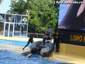 [P10] loro parque » foto by xioana
 - 
<span class="allrVoted glyphicon glyphicon-heart hidden" id="av563370"></span>
<a class="m-l-10 hidden" id="sv563370" onclick="voting_Foto_DelVot(,563370,4873)" role="button">șterge vot <span class="glyphicon glyphicon-remove"></span></a>
<a id="v9563370" class=" c-red"  onclick="voting_Foto_SetVot(563370)" role="button"><span class="glyphicon glyphicon-heart-empty"></span> <b>LIKE</b> = Votează poza</a> <img class="hidden"  id="f563370W9" src="/imagini/loader.gif" border="0" /><span class="AjErrMes hidden" id="e563370ErM"></span>