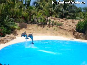 [P11] loro parque-delfinii » foto by xioana
 - 
<span class="allrVoted glyphicon glyphicon-heart hidden" id="av563371"></span>
<a class="m-l-10 hidden" id="sv563371" onclick="voting_Foto_DelVot(,563371,4873)" role="button">șterge vot <span class="glyphicon glyphicon-remove"></span></a>
<a id="v9563371" class=" c-red"  onclick="voting_Foto_SetVot(563371)" role="button"><span class="glyphicon glyphicon-heart-empty"></span> <b>LIKE</b> = Votează poza</a> <img class="hidden"  id="f563371W9" src="/imagini/loader.gif" border="0" /><span class="AjErrMes hidden" id="e563371ErM"></span>