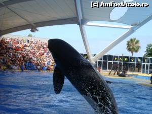 [P09] Loro parque-reprezentatia cu orci » foto by xioana
 - 
<span class="allrVoted glyphicon glyphicon-heart hidden" id="av563369"></span>
<a class="m-l-10 hidden" id="sv563369" onclick="voting_Foto_DelVot(,563369,4873)" role="button">șterge vot <span class="glyphicon glyphicon-remove"></span></a>
<a id="v9563369" class=" c-red"  onclick="voting_Foto_SetVot(563369)" role="button"><span class="glyphicon glyphicon-heart-empty"></span> <b>LIKE</b> = Votează poza</a> <img class="hidden"  id="f563369W9" src="/imagini/loader.gif" border="0" /><span class="AjErrMes hidden" id="e563369ErM"></span>