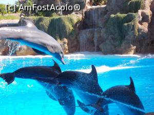 [P14] spectacol cu delfini in Loro Parc » foto by Pami*
 - 
<span class="allrVoted glyphicon glyphicon-heart hidden" id="av739284"></span>
<a class="m-l-10 hidden" id="sv739284" onclick="voting_Foto_DelVot(,739284,4873)" role="button">șterge vot <span class="glyphicon glyphicon-remove"></span></a>
<a id="v9739284" class=" c-red"  onclick="voting_Foto_SetVot(739284)" role="button"><span class="glyphicon glyphicon-heart-empty"></span> <b>LIKE</b> = Votează poza</a> <img class="hidden"  id="f739284W9" src="/imagini/loader.gif" border="0" /><span class="AjErrMes hidden" id="e739284ErM"></span>