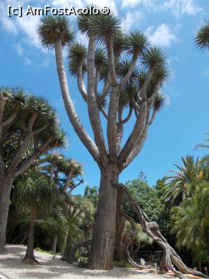 [P18] o padure de pomi dragoni in parcul Loro » foto by Pami*
 - 
<span class="allrVoted glyphicon glyphicon-heart hidden" id="av739323"></span>
<a class="m-l-10 hidden" id="sv739323" onclick="voting_Foto_DelVot(,739323,4873)" role="button">șterge vot <span class="glyphicon glyphicon-remove"></span></a>
<a id="v9739323" class=" c-red"  onclick="voting_Foto_SetVot(739323)" role="button"><span class="glyphicon glyphicon-heart-empty"></span> <b>LIKE</b> = Votează poza</a> <img class="hidden"  id="f739323W9" src="/imagini/loader.gif" border="0" /><span class="AjErrMes hidden" id="e739323ErM"></span>