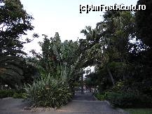 [P12] Santa Cruz de Tenerife-in parc » foto by iorgulescua
 - 
<span class="allrVoted glyphicon glyphicon-heart hidden" id="av260893"></span>
<a class="m-l-10 hidden" id="sv260893" onclick="voting_Foto_DelVot(,260893,4873)" role="button">șterge vot <span class="glyphicon glyphicon-remove"></span></a>
<a id="v9260893" class=" c-red"  onclick="voting_Foto_SetVot(260893)" role="button"><span class="glyphicon glyphicon-heart-empty"></span> <b>LIKE</b> = Votează poza</a> <img class="hidden"  id="f260893W9" src="/imagini/loader.gif" border="0" /><span class="AjErrMes hidden" id="e260893ErM"></span>