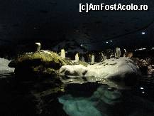 [P18] LORO PARQUE-pinguinariumul » foto by iorgulescua
 - 
<span class="allrVoted glyphicon glyphicon-heart hidden" id="av260919"></span>
<a class="m-l-10 hidden" id="sv260919" onclick="voting_Foto_DelVot(,260919,4873)" role="button">șterge vot <span class="glyphicon glyphicon-remove"></span></a>
<a id="v9260919" class=" c-red"  onclick="voting_Foto_SetVot(260919)" role="button"><span class="glyphicon glyphicon-heart-empty"></span> <b>LIKE</b> = Votează poza</a> <img class="hidden"  id="f260919W9" src="/imagini/loader.gif" border="0" /><span class="AjErrMes hidden" id="e260919ErM"></span>