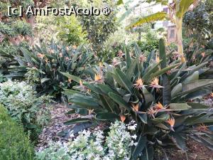 [P25] Flori în Grădina Botanică din La Orotava » foto by Marius 72
 - 
<span class="allrVoted glyphicon glyphicon-heart hidden" id="av1407120"></span>
<a class="m-l-10 hidden" id="sv1407120" onclick="voting_Foto_DelVot(,1407120,4873)" role="button">șterge vot <span class="glyphicon glyphicon-remove"></span></a>
<a id="v91407120" class=" c-red"  onclick="voting_Foto_SetVot(1407120)" role="button"><span class="glyphicon glyphicon-heart-empty"></span> <b>LIKE</b> = Votează poza</a> <img class="hidden"  id="f1407120W9" src="/imagini/loader.gif" border="0" /><span class="AjErrMes hidden" id="e1407120ErM"></span>