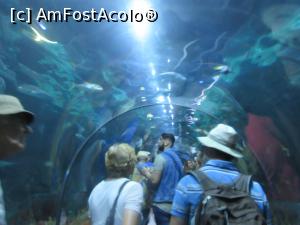[P11] Tunel în aquarium. De jur împrejur, rechini » foto by Michi
 - 
<span class="allrVoted glyphicon glyphicon-heart hidden" id="av909051"></span>
<a class="m-l-10 hidden" id="sv909051" onclick="voting_Foto_DelVot(,909051,4873)" role="button">șterge vot <span class="glyphicon glyphicon-remove"></span></a>
<a id="v9909051" class=" c-red"  onclick="voting_Foto_SetVot(909051)" role="button"><span class="glyphicon glyphicon-heart-empty"></span> <b>LIKE</b> = Votează poza</a> <img class="hidden"  id="f909051W9" src="/imagini/loader.gif" border="0" /><span class="AjErrMes hidden" id="e909051ErM"></span>