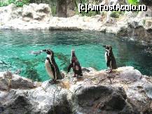 [P09] Loro Park - Pinguinarium - cel mai mare din lume ni s-a zis acolo. » foto by cami1212
 - 
<span class="allrVoted glyphicon glyphicon-heart hidden" id="av80519"></span>
<a class="m-l-10 hidden" id="sv80519" onclick="voting_Foto_DelVot(,80519,4873)" role="button">șterge vot <span class="glyphicon glyphicon-remove"></span></a>
<a id="v980519" class=" c-red"  onclick="voting_Foto_SetVot(80519)" role="button"><span class="glyphicon glyphicon-heart-empty"></span> <b>LIKE</b> = Votează poza</a> <img class="hidden"  id="f80519W9" src="/imagini/loader.gif" border="0" /><span class="AjErrMes hidden" id="e80519ErM"></span>