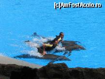 [P10] L'Oro Parque - spectacol delfini » foto by gretalc*
 - 
<span class="allrVoted glyphicon glyphicon-heart hidden" id="av119020"></span>
<a class="m-l-10 hidden" id="sv119020" onclick="voting_Foto_DelVot(,119020,4873)" role="button">șterge vot <span class="glyphicon glyphicon-remove"></span></a>
<a id="v9119020" class=" c-red"  onclick="voting_Foto_SetVot(119020)" role="button"><span class="glyphicon glyphicon-heart-empty"></span> <b>LIKE</b> = Votează poza</a> <img class="hidden"  id="f119020W9" src="/imagini/loader.gif" border="0" /><span class="AjErrMes hidden" id="e119020ErM"></span>