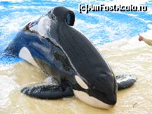 [P13] L'Oro Parque - si Orca » foto by gretalc*
 - 
<span class="allrVoted glyphicon glyphicon-heart hidden" id="av119023"></span>
<a class="m-l-10 hidden" id="sv119023" onclick="voting_Foto_DelVot(,119023,4873)" role="button">șterge vot <span class="glyphicon glyphicon-remove"></span></a>
<a id="v9119023" class=" c-red"  onclick="voting_Foto_SetVot(119023)" role="button"><span class="glyphicon glyphicon-heart-empty"></span> <b>LIKE</b> = Votează poza</a> <img class="hidden"  id="f119023W9" src="/imagini/loader.gif" border="0" /><span class="AjErrMes hidden" id="e119023ErM"></span>