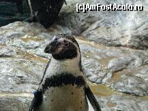 [P14] L'Oro Parque - unul dintre zecile si superbii pinguini » foto by gretalc*
 - 
<span class="allrVoted glyphicon glyphicon-heart hidden" id="av119025"></span>
<a class="m-l-10 hidden" id="sv119025" onclick="voting_Foto_DelVot(,119025,4873)" role="button">șterge vot <span class="glyphicon glyphicon-remove"></span></a>
<a id="v9119025" class=" c-red"  onclick="voting_Foto_SetVot(119025)" role="button"><span class="glyphicon glyphicon-heart-empty"></span> <b>LIKE</b> = Votează poza</a> <img class="hidden"  id="f119025W9" src="/imagini/loader.gif" border="0" /><span class="AjErrMes hidden" id="e119025ErM"></span>