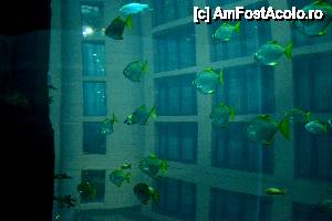[P22] In interiorul Aqua Dome, inconjurata de pesti.  » foto by MCM
 - 
<span class="allrVoted glyphicon glyphicon-heart hidden" id="av478887"></span>
<a class="m-l-10 hidden" id="sv478887" onclick="voting_Foto_DelVot(,478887,4900)" role="button">șterge vot <span class="glyphicon glyphicon-remove"></span></a>
<a id="v9478887" class=" c-red"  onclick="voting_Foto_SetVot(478887)" role="button"><span class="glyphicon glyphicon-heart-empty"></span> <b>LIKE</b> = Votează poza</a> <img class="hidden"  id="f478887W9" src="/imagini/loader.gif" border="0" /><span class="AjErrMes hidden" id="e478887ErM"></span>