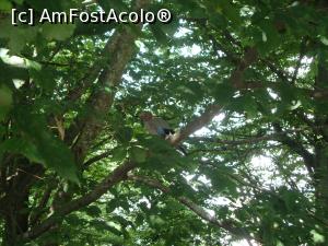 [P01] Am plecat în drumeția noastră la Sovata către Schitul ”14 Cruci”. Admirăm o pasăre frumoasă într-un copac de pe marginea străzii Vulturului.  » foto by Floryn81
 - 
<span class="allrVoted glyphicon glyphicon-heart hidden" id="av775433"></span>
<a class="m-l-10 hidden" id="sv775433" onclick="voting_Foto_DelVot(,775433,4909)" role="button">șterge vot <span class="glyphicon glyphicon-remove"></span></a>
<a id="v9775433" class=" c-red"  onclick="voting_Foto_SetVot(775433)" role="button"><span class="glyphicon glyphicon-heart-empty"></span> <b>LIKE</b> = Votează poza</a> <img class="hidden"  id="f775433W9" src="/imagini/loader.gif" border="0" /><span class="AjErrMes hidden" id="e775433ErM"></span>