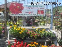 [P01] Poftiti in Gradina Florilor din Ghindari » foto by dorgo
 - 
<span class="allrVoted glyphicon glyphicon-heart hidden" id="av101386"></span>
<a class="m-l-10 hidden" id="sv101386" onclick="voting_Foto_DelVot(,101386,4909)" role="button">șterge vot <span class="glyphicon glyphicon-remove"></span></a>
<a id="v9101386" class=" c-red"  onclick="voting_Foto_SetVot(101386)" role="button"><span class="glyphicon glyphicon-heart-empty"></span> <b>LIKE</b> = Votează poza</a> <img class="hidden"  id="f101386W9" src="/imagini/loader.gif" border="0" /><span class="AjErrMes hidden" id="e101386ErM"></span>