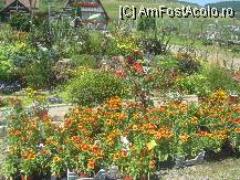 [P10] fiecare soi de planta are pretul afisat la vedere » foto by dorgo
 - 
<span class="allrVoted glyphicon glyphicon-heart hidden" id="av101403"></span>
<a class="m-l-10 hidden" id="sv101403" onclick="voting_Foto_DelVot(,101403,4909)" role="button">șterge vot <span class="glyphicon glyphicon-remove"></span></a>
<a id="v9101403" class=" c-red"  onclick="voting_Foto_SetVot(101403)" role="button"><span class="glyphicon glyphicon-heart-empty"></span> <b>LIKE</b> = Votează poza</a> <img class="hidden"  id="f101403W9" src="/imagini/loader.gif" border="0" /><span class="AjErrMes hidden" id="e101403ErM"></span>
