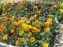 [P18] nici astea nu stiu ce sunt, la orele de botanica am chiulit » foto by dorgo
 - 
<span class="allrVoted glyphicon glyphicon-heart hidden" id="av101416"></span>
<a class="m-l-10 hidden" id="sv101416" onclick="voting_Foto_DelVot(,101416,4909)" role="button">șterge vot <span class="glyphicon glyphicon-remove"></span></a>
<a id="v9101416" class=" c-red"  onclick="voting_Foto_SetVot(101416)" role="button"><span class="glyphicon glyphicon-heart-empty"></span> <b>LIKE</b> = Votează poza</a> <img class="hidden"  id="f101416W9" src="/imagini/loader.gif" border="0" /><span class="AjErrMes hidden" id="e101416ErM"></span>