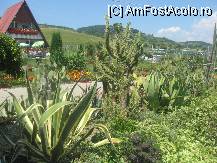 [P20] puteti cumpara si cactusi care infloresc o singura data in viata » foto by dorgo
 - 
<span class="allrVoted glyphicon glyphicon-heart hidden" id="av101418"></span>
<a class="m-l-10 hidden" id="sv101418" onclick="voting_Foto_DelVot(,101418,4909)" role="button">șterge vot <span class="glyphicon glyphicon-remove"></span></a>
<a id="v9101418" class=" c-red"  onclick="voting_Foto_SetVot(101418)" role="button"><span class="glyphicon glyphicon-heart-empty"></span> <b>LIKE</b> = Votează poza</a> <img class="hidden"  id="f101418W9" src="/imagini/loader.gif" border="0" /><span class="AjErrMes hidden" id="e101418ErM"></span>