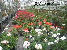 [P25] si cand te gandesti ca ferma horticola n-are decat 10 angajati » foto by dorgo
 - 
<span class="allrVoted glyphicon glyphicon-heart hidden" id="av101423"></span>
<a class="m-l-10 hidden" id="sv101423" onclick="voting_Foto_DelVot(,101423,4909)" role="button">șterge vot <span class="glyphicon glyphicon-remove"></span></a>
<a id="v9101423" class=" c-red"  onclick="voting_Foto_SetVot(101423)" role="button"><span class="glyphicon glyphicon-heart-empty"></span> <b>LIKE</b> = Votează poza</a> <img class="hidden"  id="f101423W9" src="/imagini/loader.gif" border="0" /><span class="AjErrMes hidden" id="e101423ErM"></span>