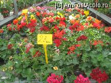 [P33] aici e sectorul pentru VIP-uri, florile sunt ceva mai scumpe » foto by dorgo
 - 
<span class="allrVoted glyphicon glyphicon-heart hidden" id="av101437"></span>
<a class="m-l-10 hidden" id="sv101437" onclick="voting_Foto_DelVot(,101437,4909)" role="button">șterge vot <span class="glyphicon glyphicon-remove"></span></a>
<a id="v9101437" class=" c-red"  onclick="voting_Foto_SetVot(101437)" role="button"><span class="glyphicon glyphicon-heart-empty"></span> <b>LIKE</b> = Votează poza</a> <img class="hidden"  id="f101437W9" src="/imagini/loader.gif" border="0" /><span class="AjErrMes hidden" id="e101437ErM"></span>