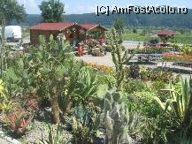 [P34] o mica gradina cu cactusi, precum era odata la Balcic si mai exista inca la Gradina Botanica din Cluj » foto by dorgo
 - 
<span class="allrVoted glyphicon glyphicon-heart hidden" id="av101439"></span>
<a class="m-l-10 hidden" id="sv101439" onclick="voting_Foto_DelVot(,101439,4909)" role="button">șterge vot <span class="glyphicon glyphicon-remove"></span></a>
<a id="v9101439" class=" c-red"  onclick="voting_Foto_SetVot(101439)" role="button"><span class="glyphicon glyphicon-heart-empty"></span> <b>LIKE</b> = Votează poza</a> <img class="hidden"  id="f101439W9" src="/imagini/loader.gif" border="0" /><span class="AjErrMes hidden" id="e101439ErM"></span>
